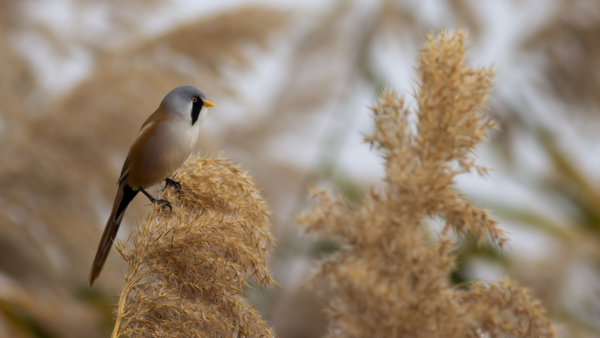 Bearded Reedling