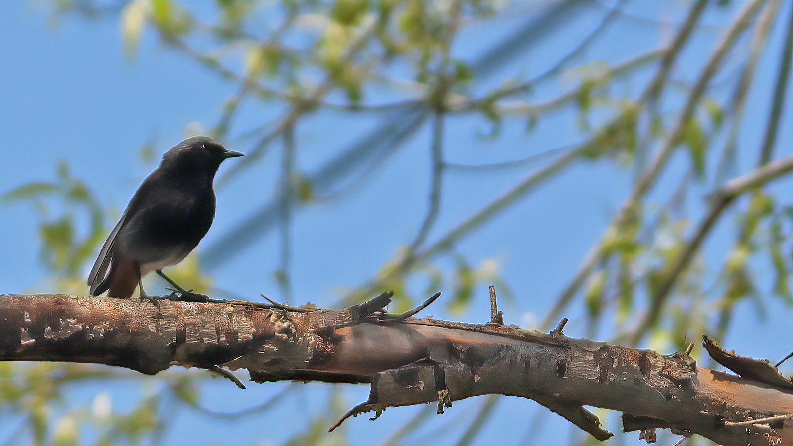 Black Redstart