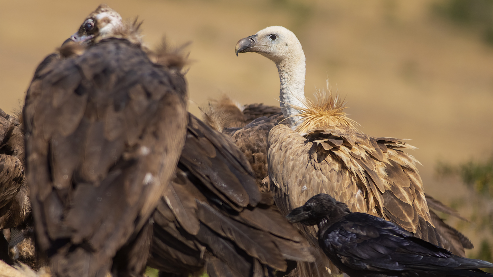 Eurasian Griffon