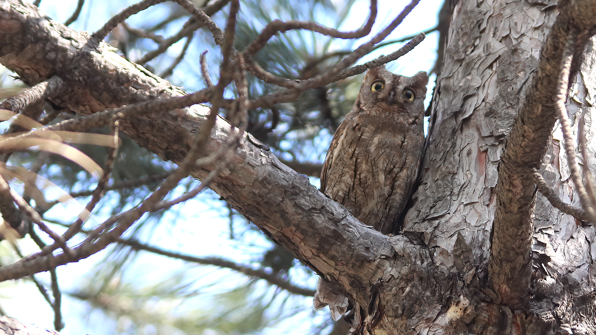 Eurasian Scops-Owl