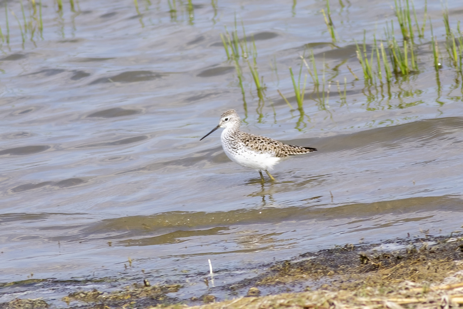 Common Greenshank