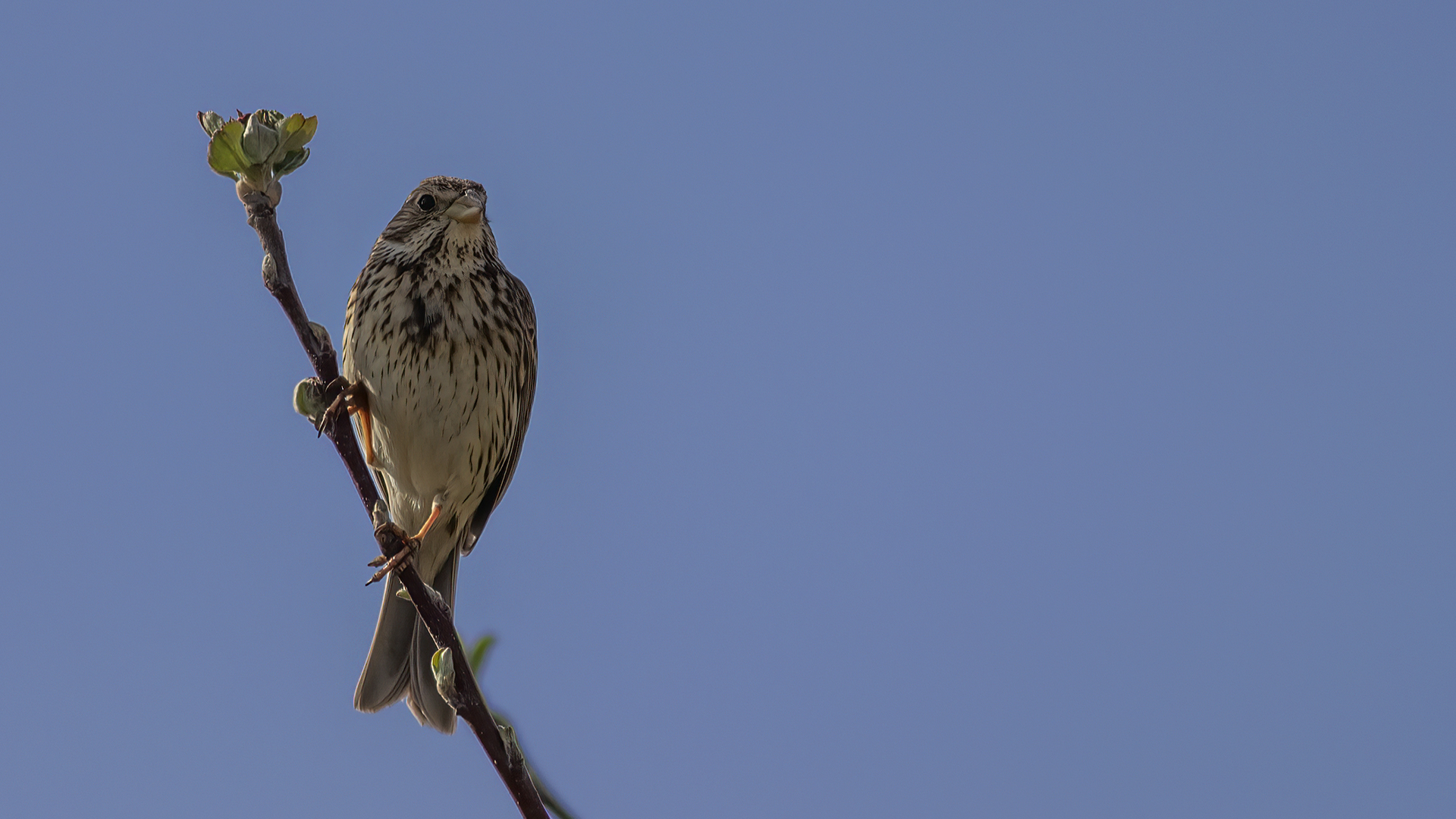 Corn Bunting