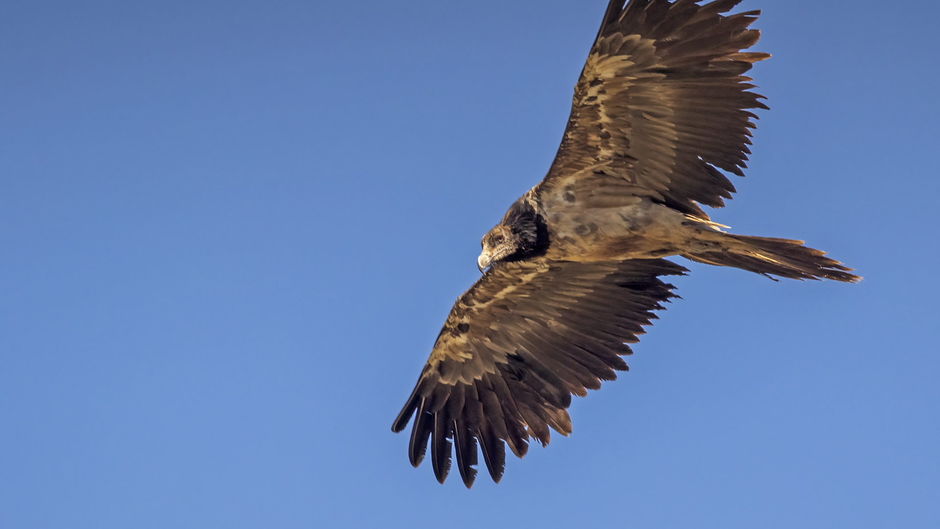 Bearded Vulture