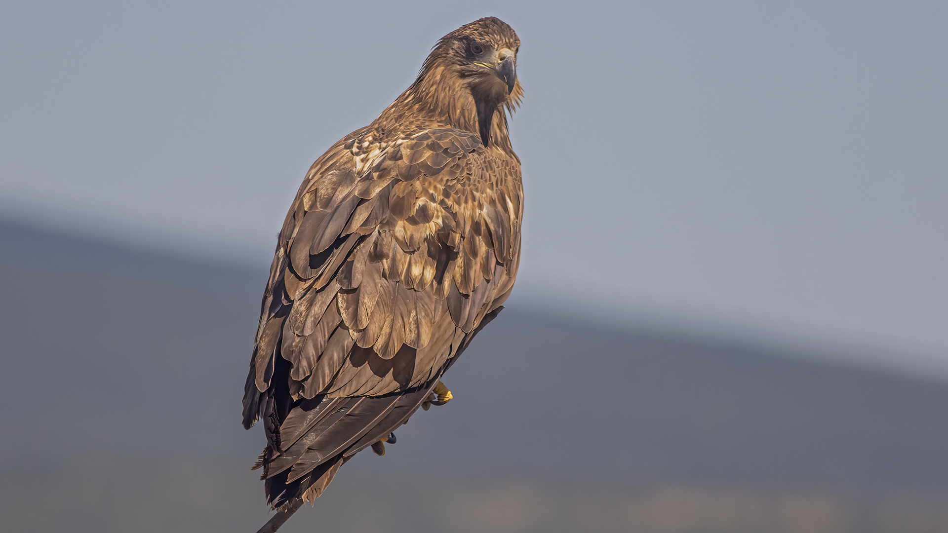 White-tailed Eagle