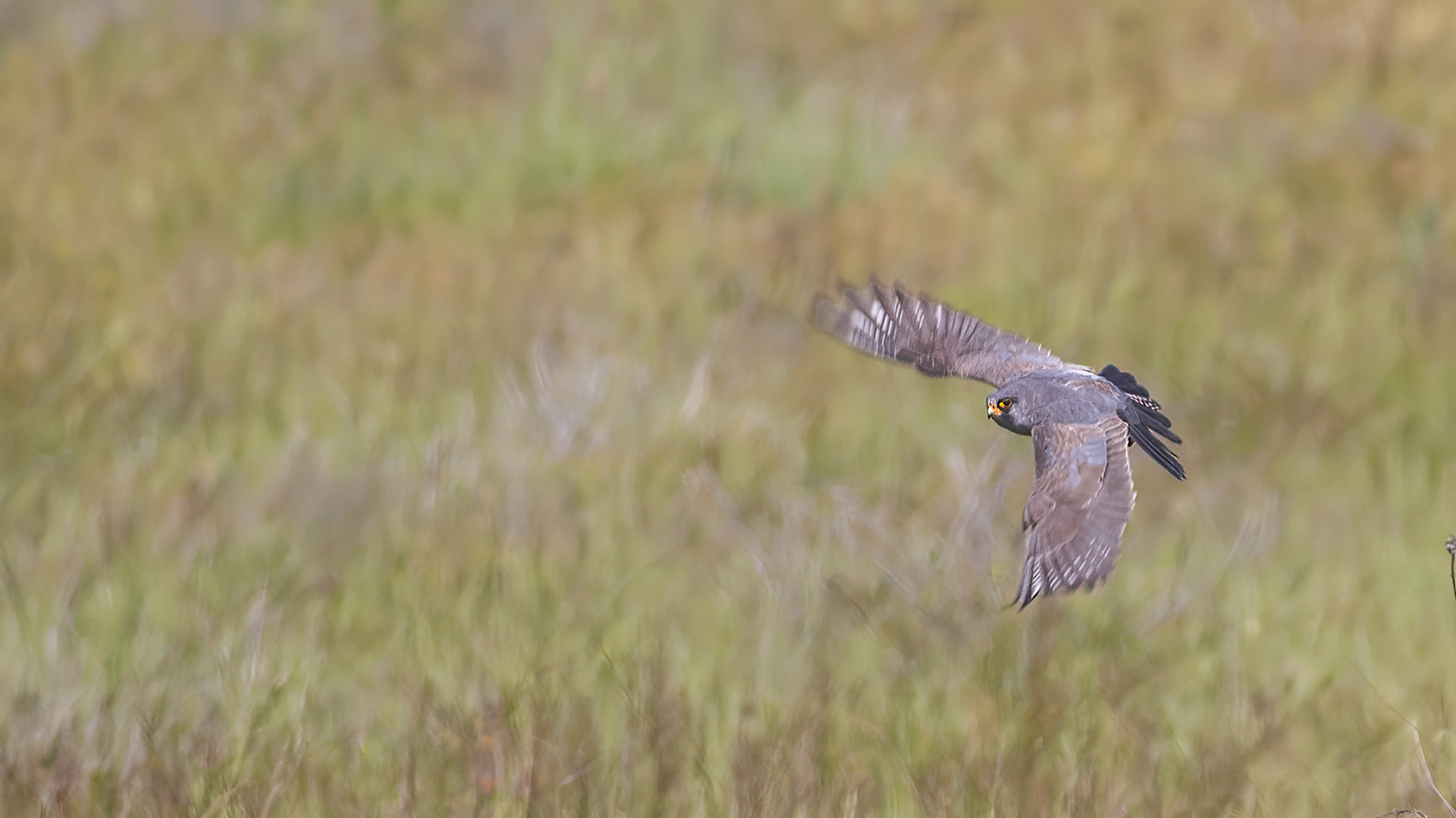 Red-footed Falcon