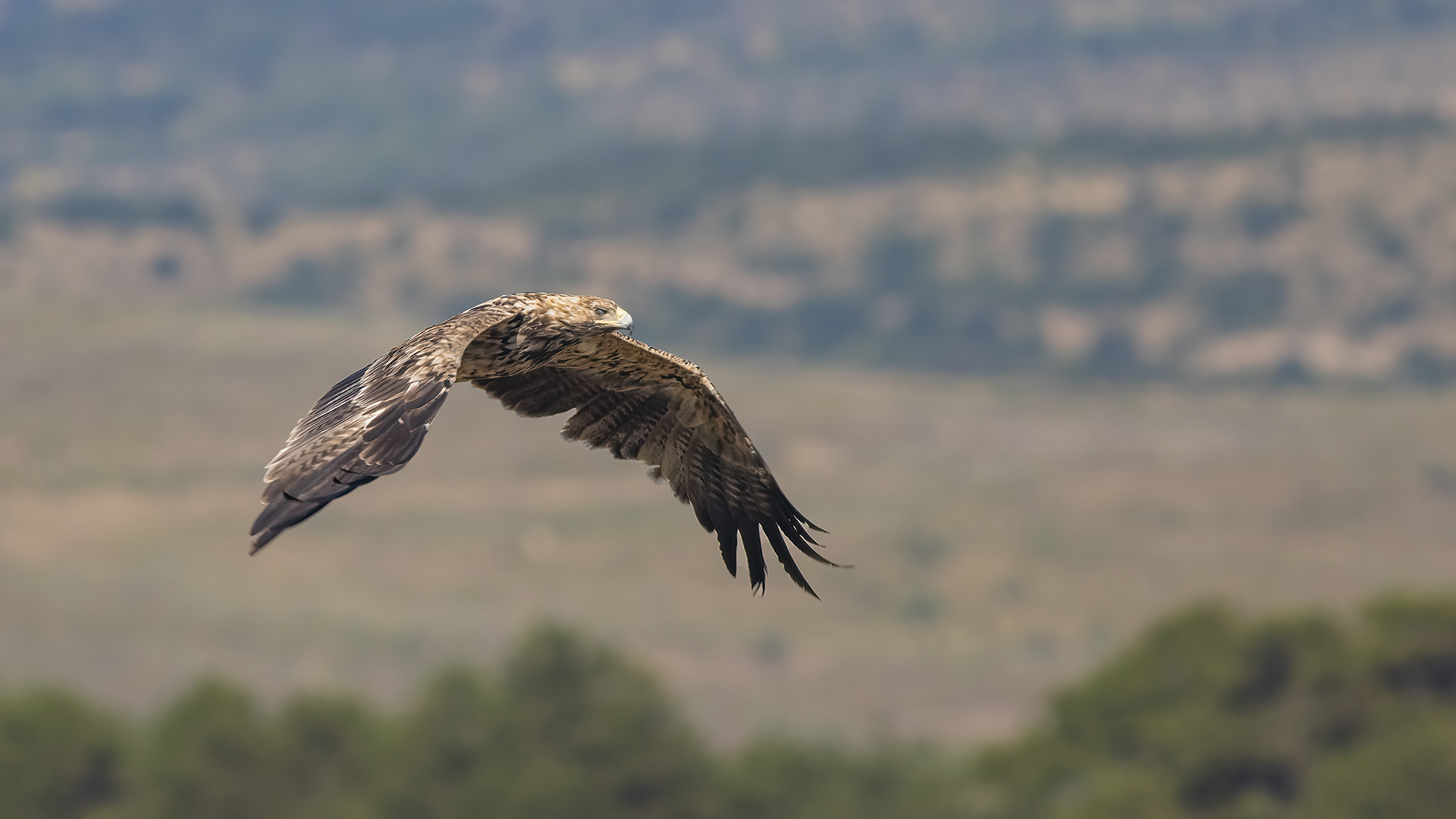Imperial Eagle