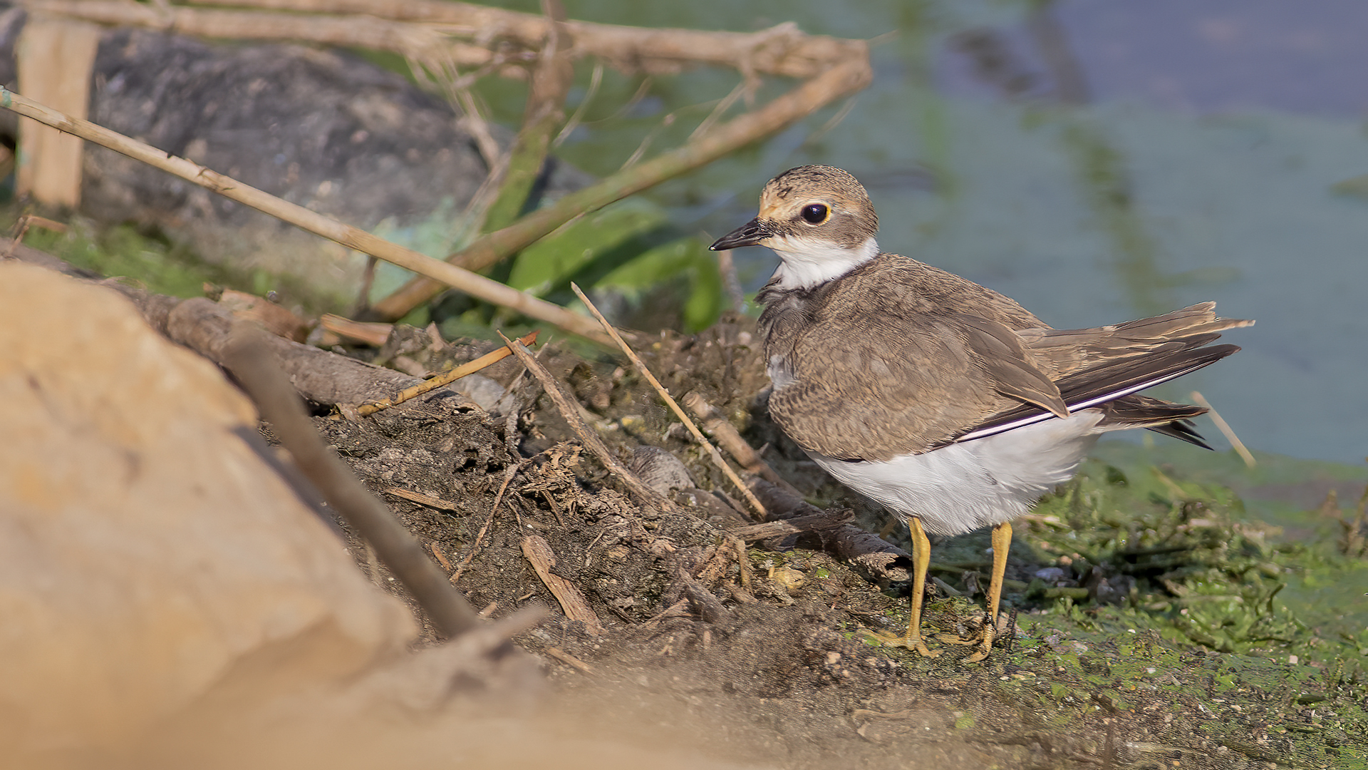 Little Ringed Plover