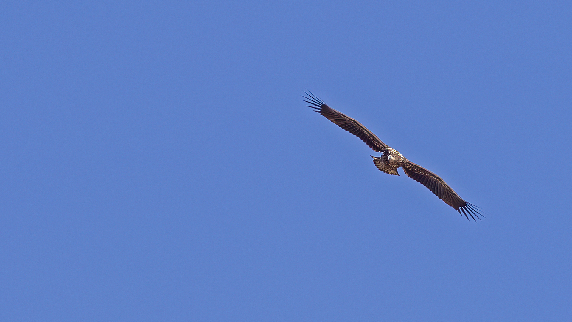 White-tailed Eagle