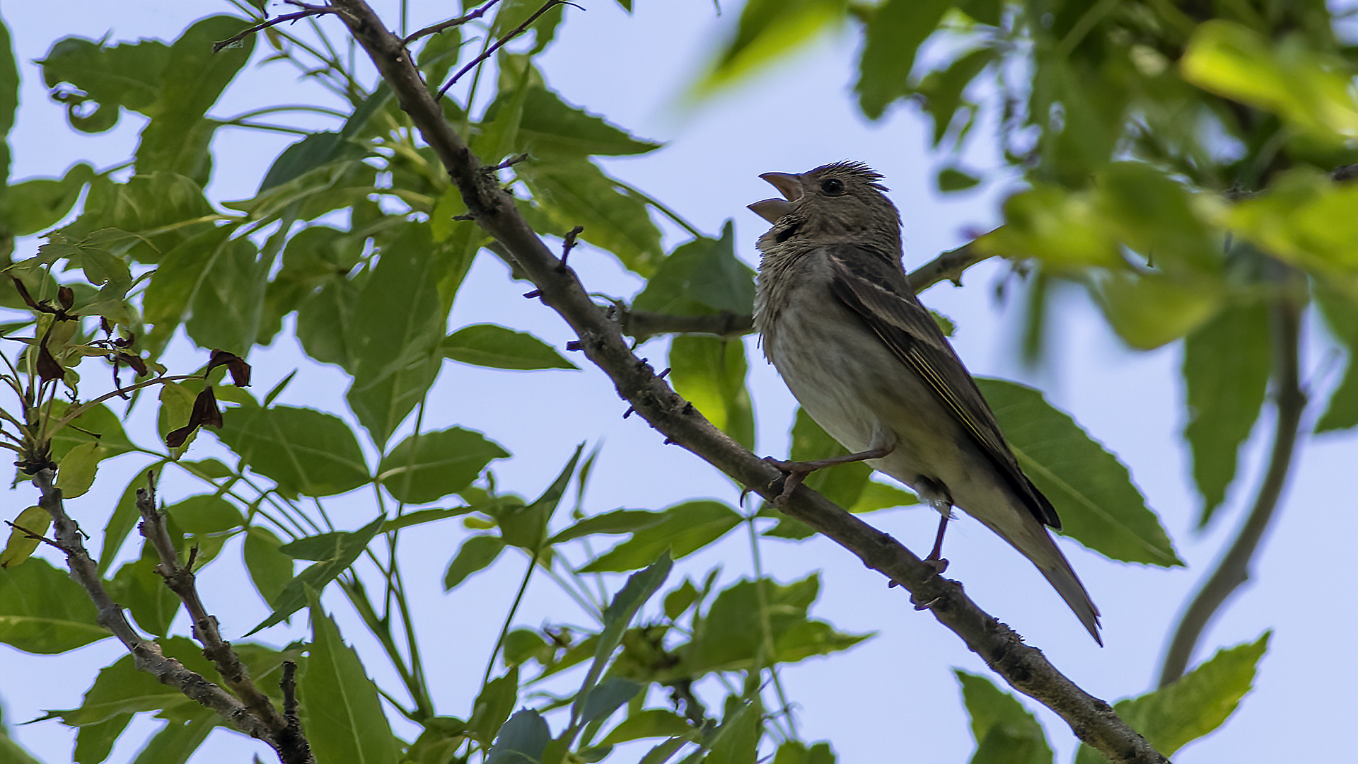 Common Rosefinch