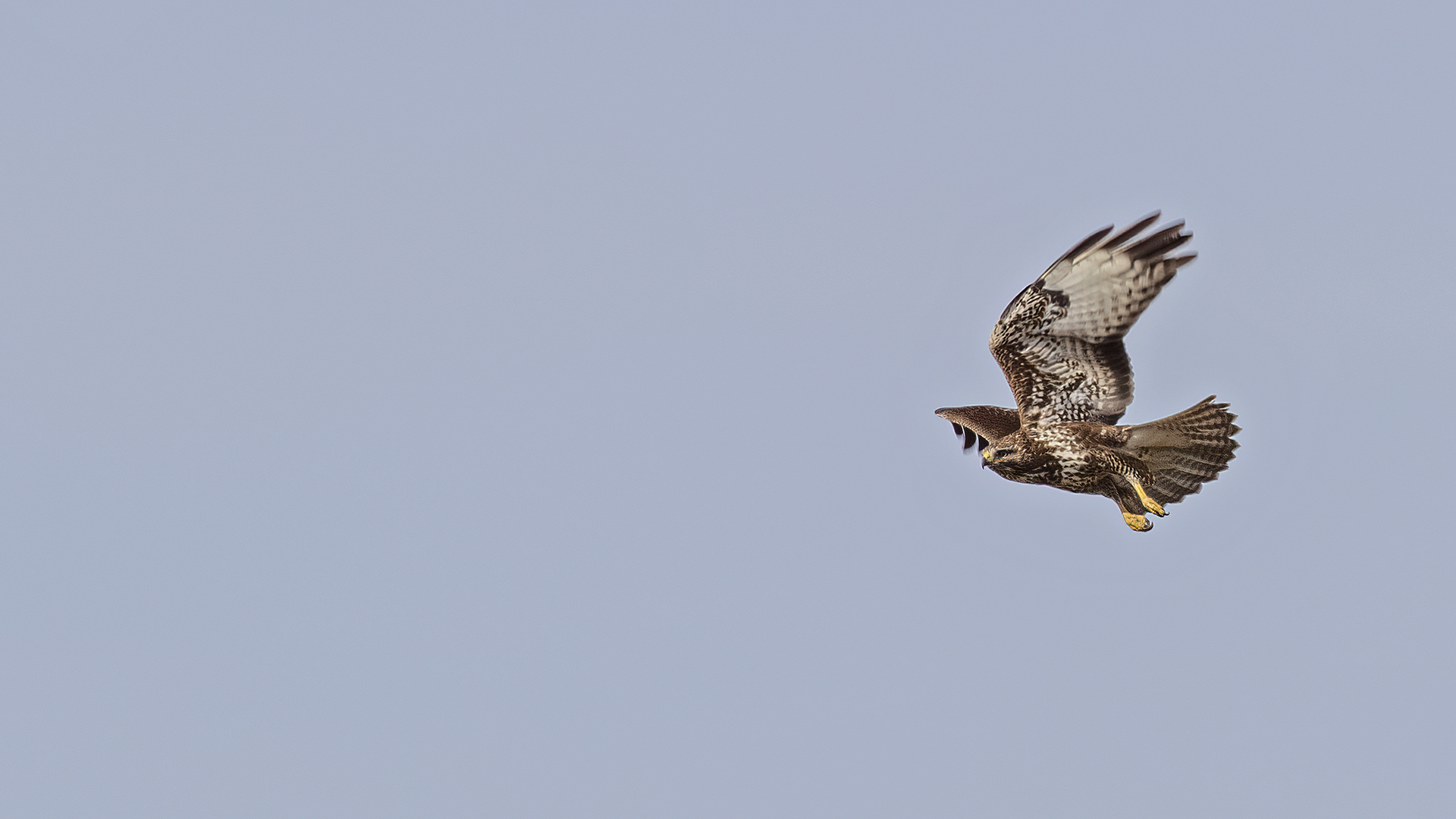 Common Buzzard