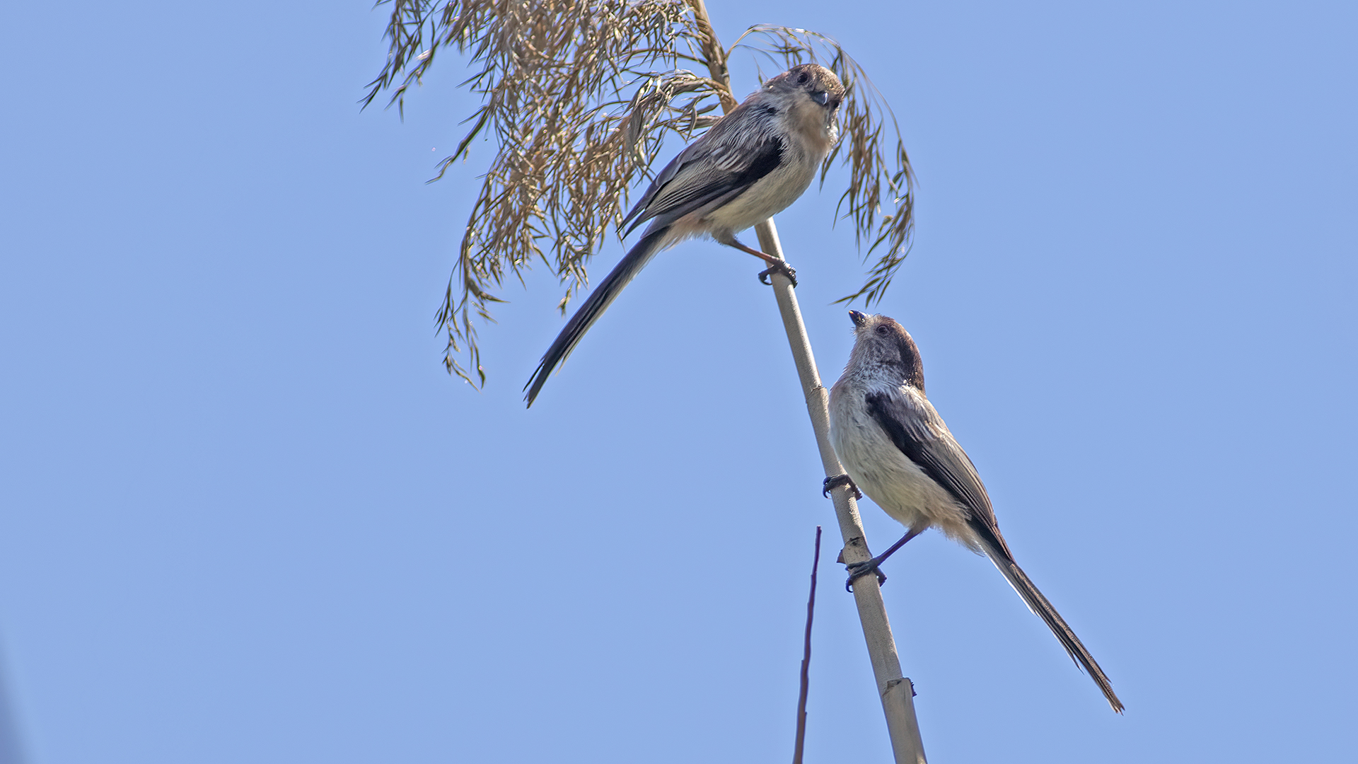 Long-tailed Tit