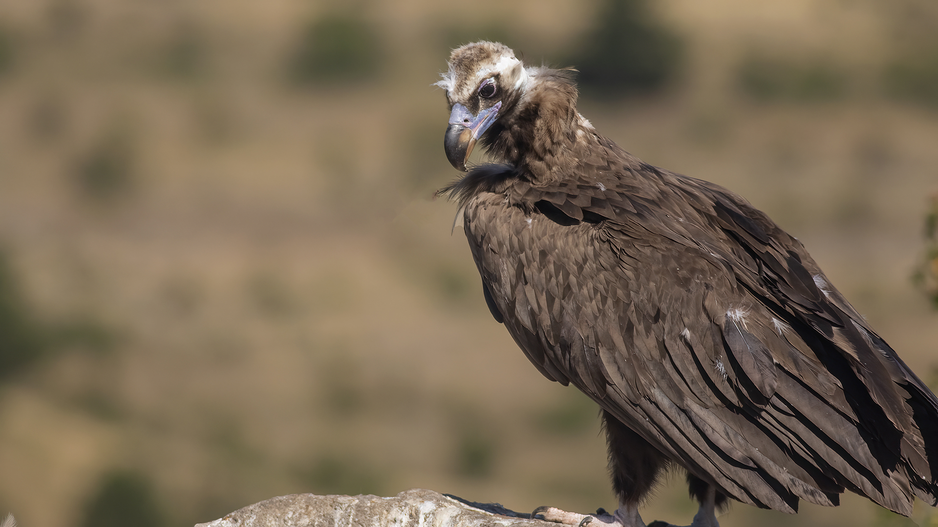 Cinereous Vulture