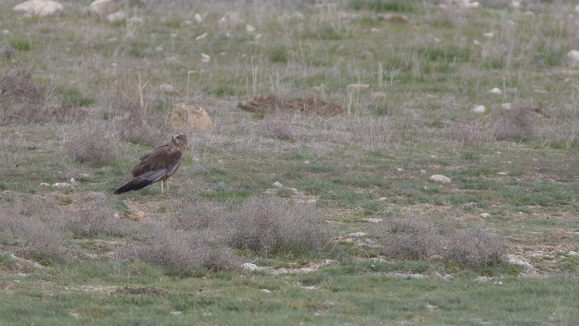 Eurasian Marsh-Harrier — Ana fotoğraf