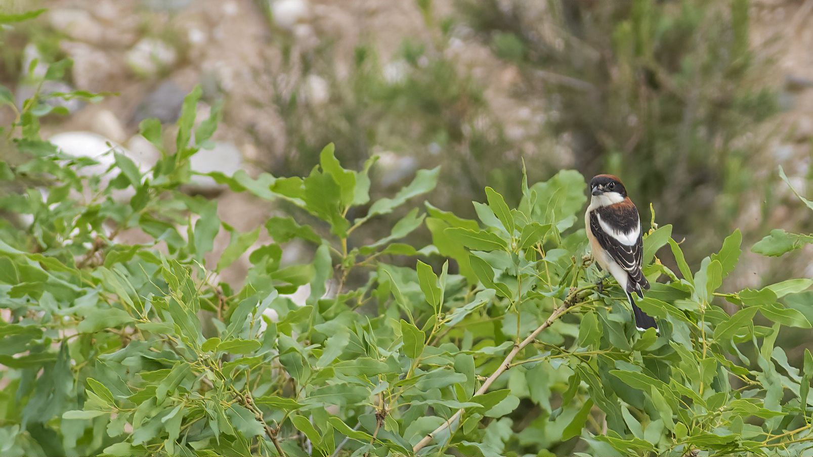 Woodchat Shrike
