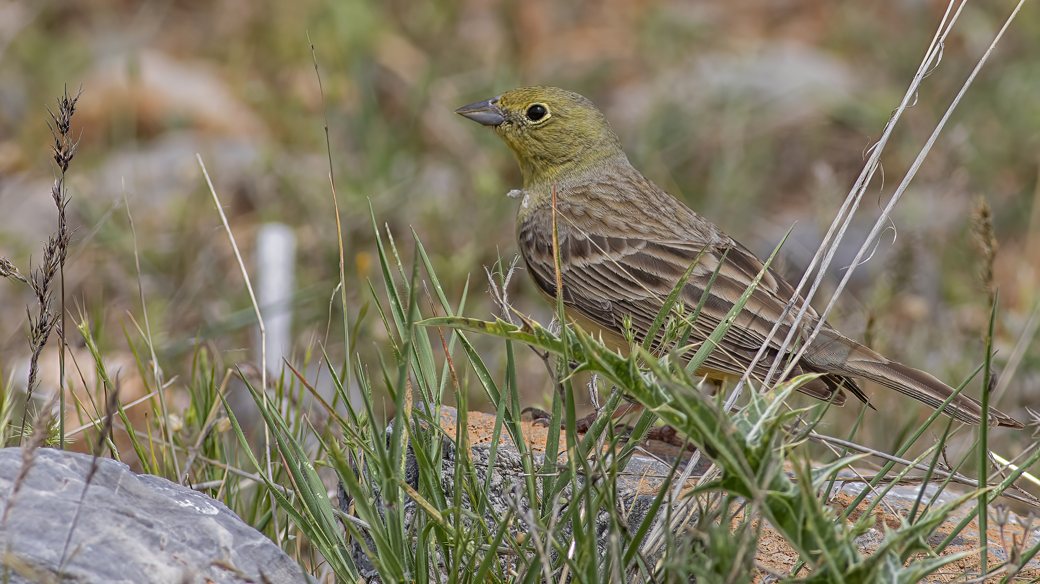 Cinereous Bunting