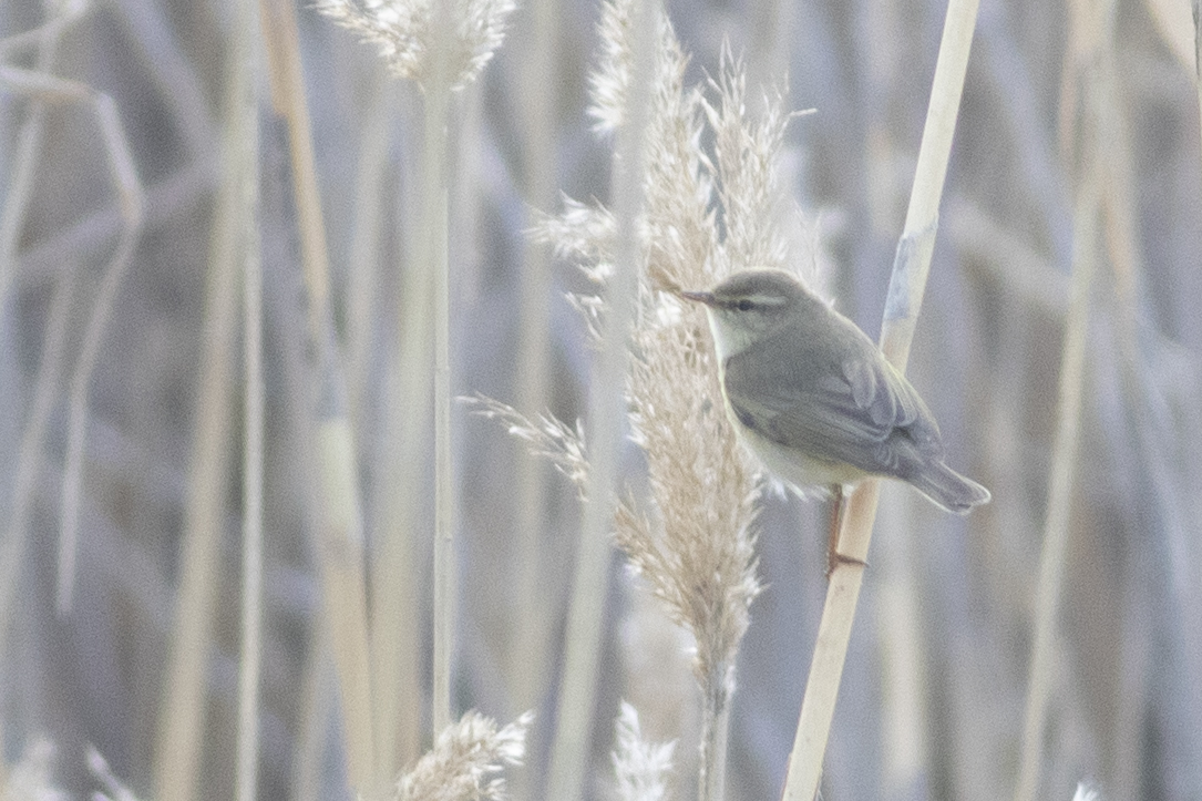 Common Chiffchaff