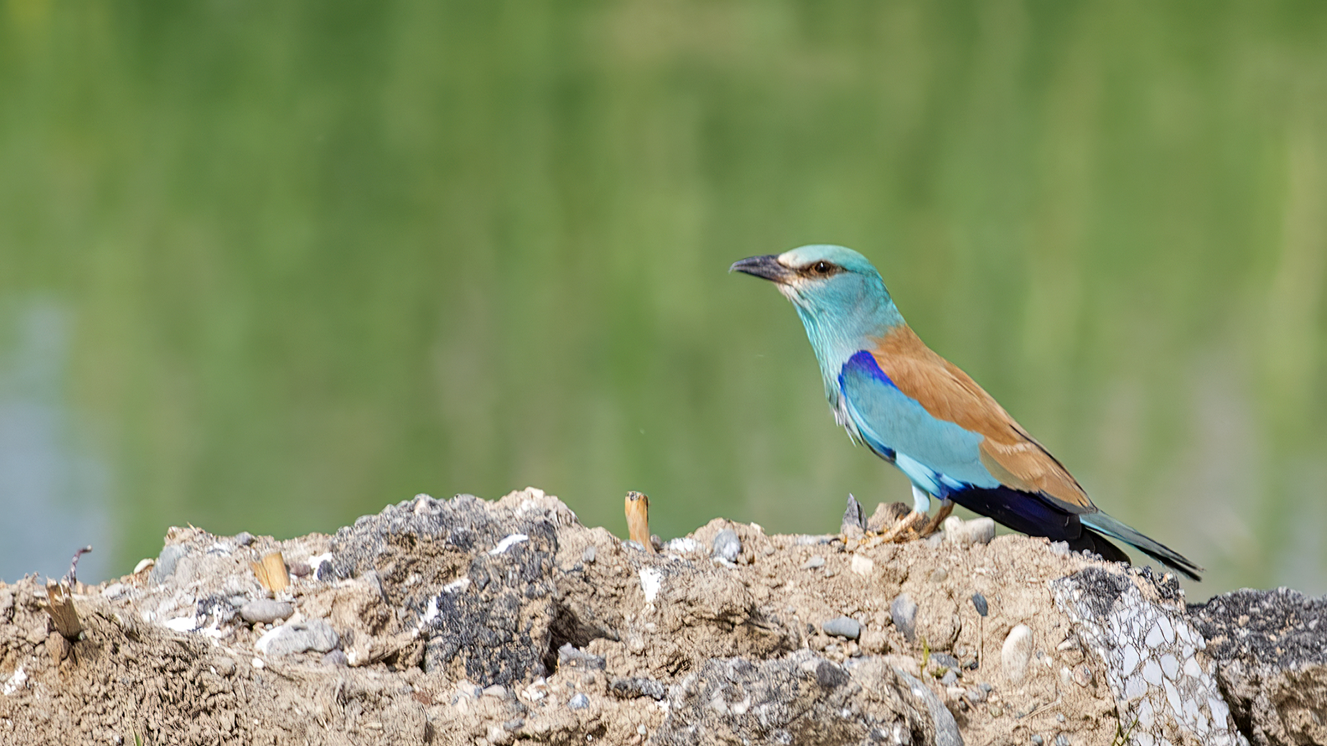 European Roller