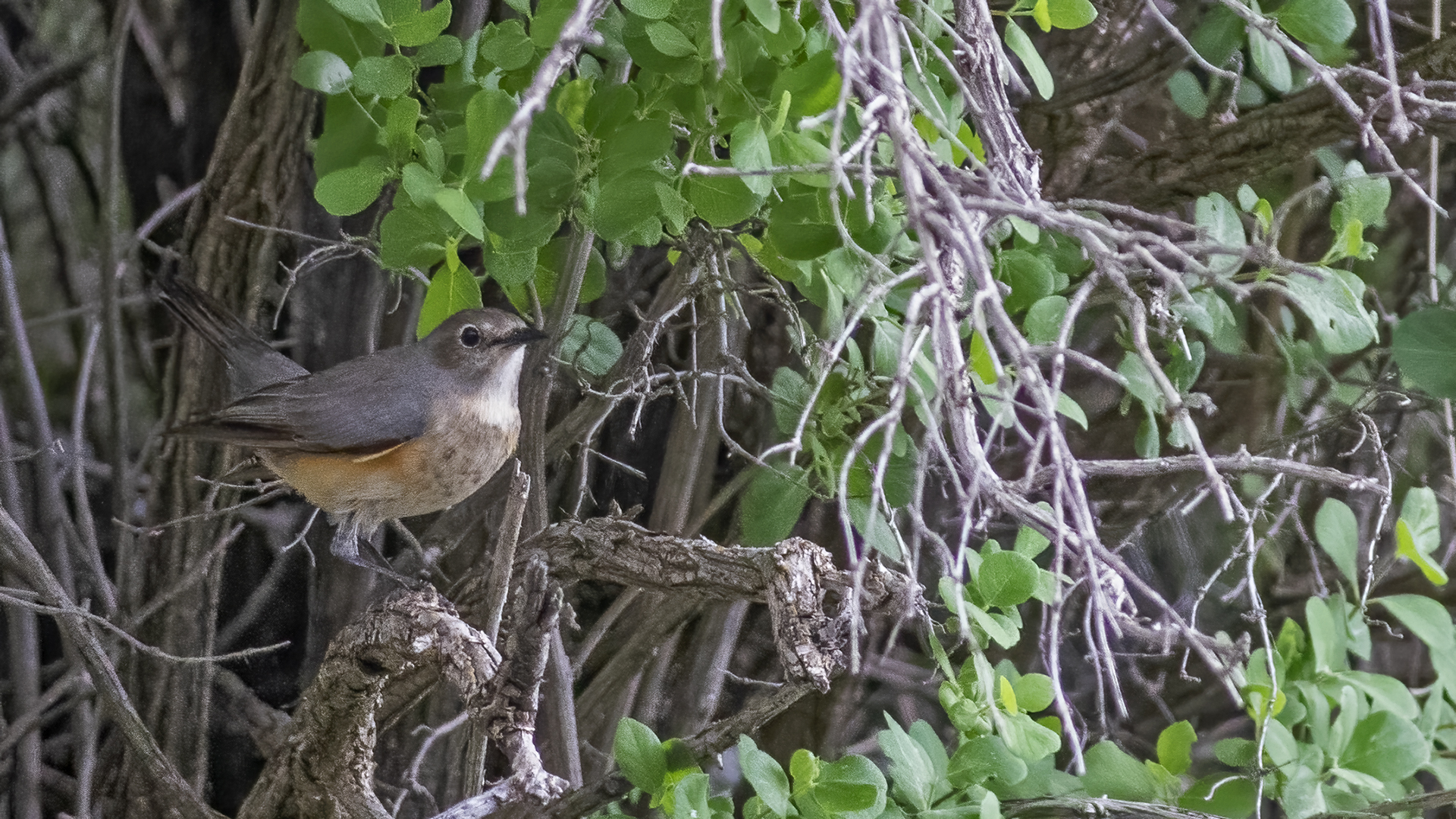 White-throated Robin