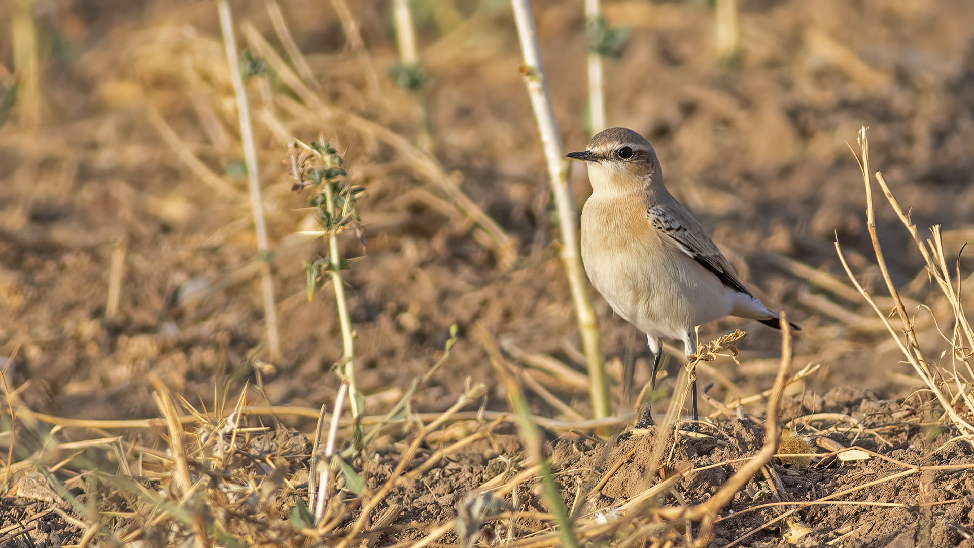 Isabelline Wheatear
