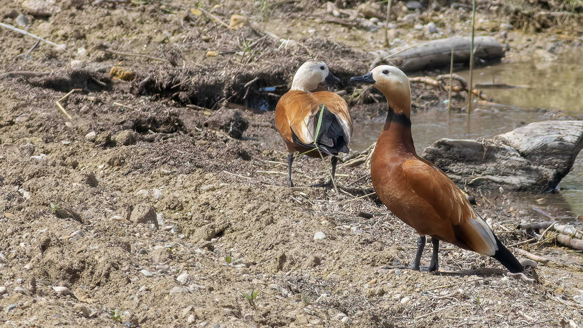 Ruddy Shelduck