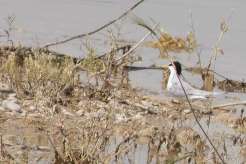 Little Tern