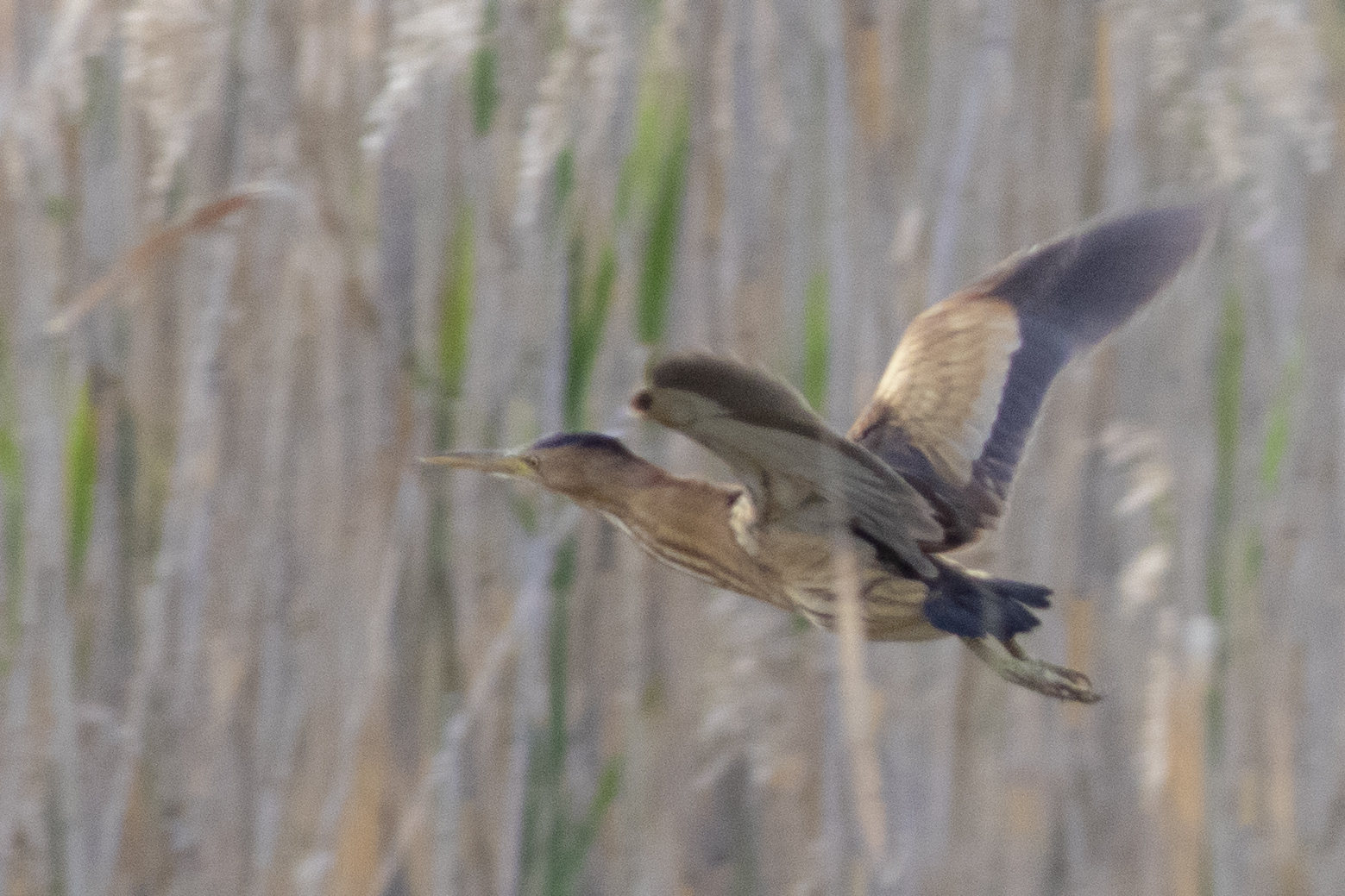 Little Bittern