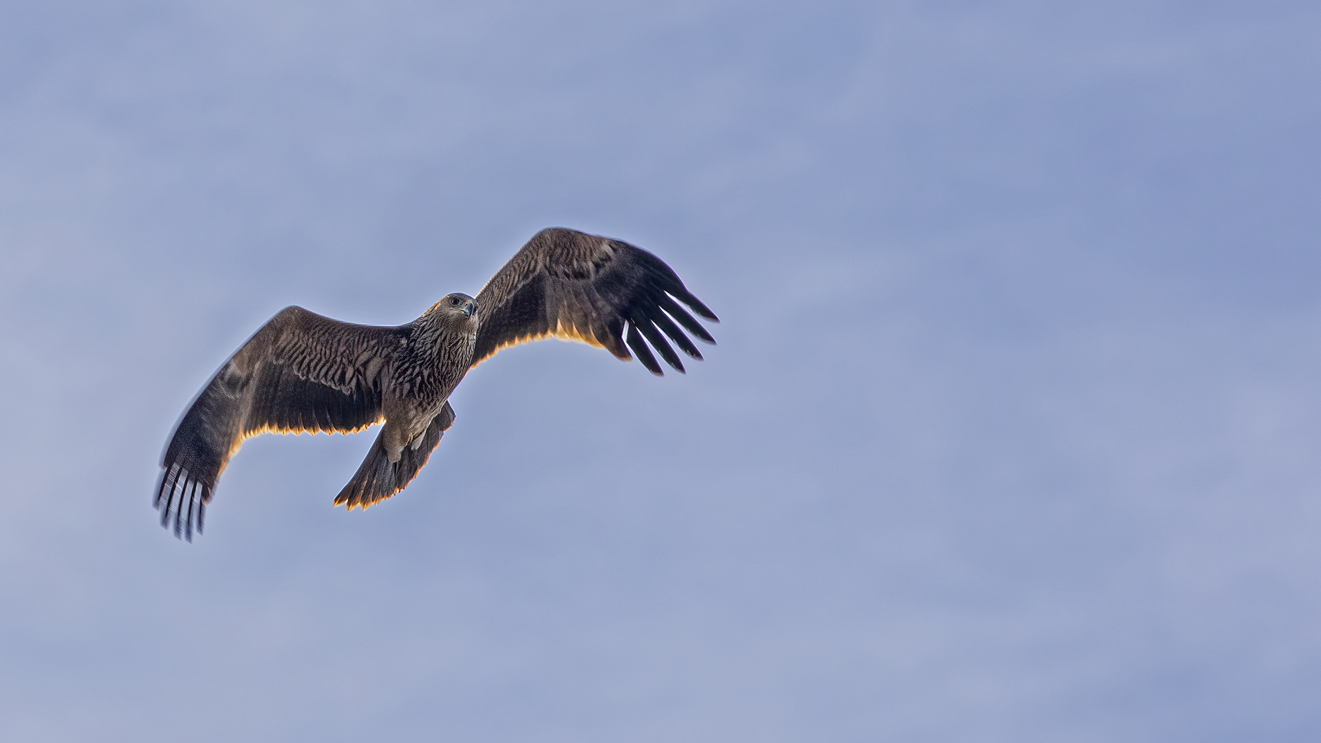 Imperial Eagle