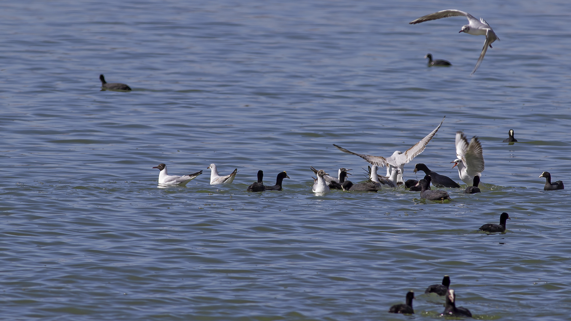 Black-headed Gull