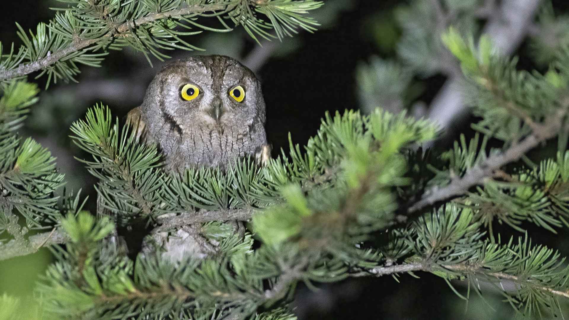 Eurasian Scops-Owl