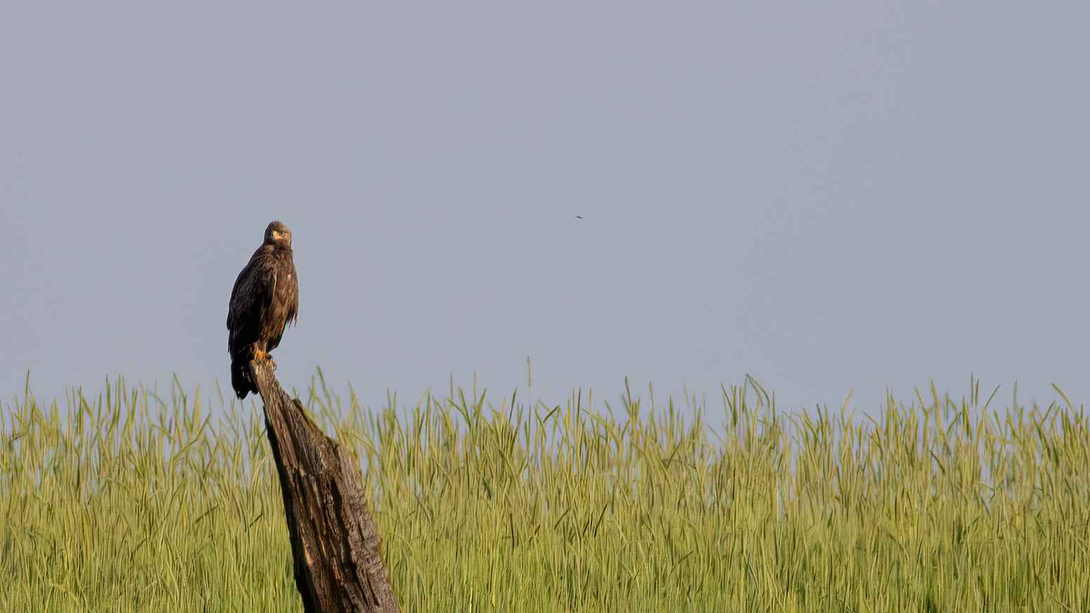 Greater Spotted Eagle