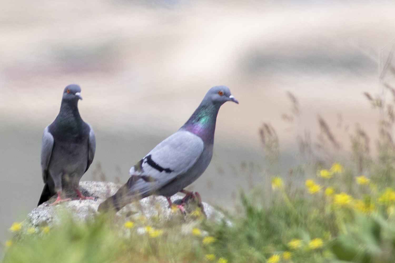 Rock Pigeon