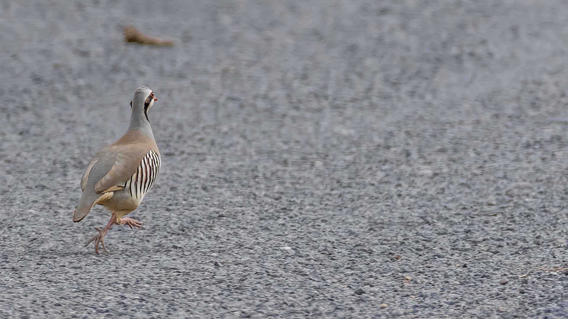 Chukar