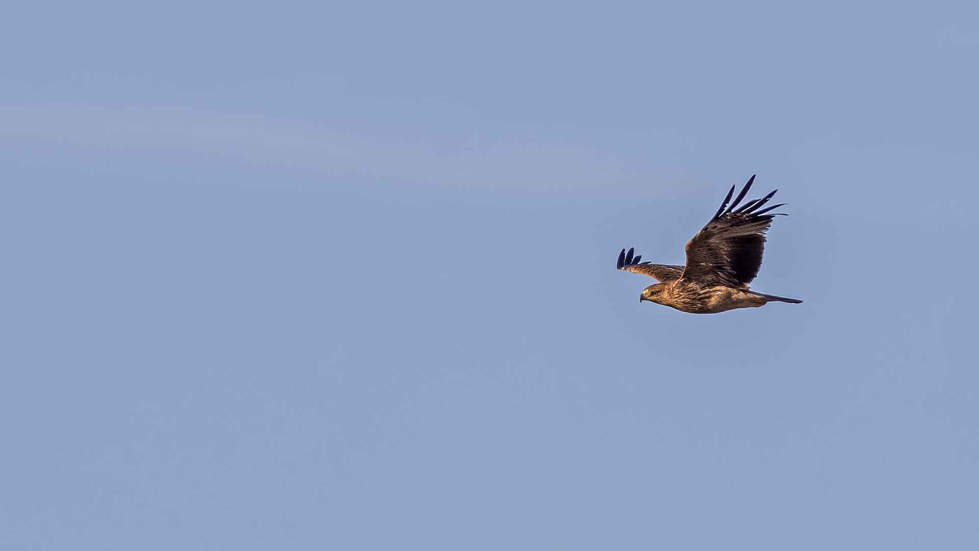 Imperial Eagle