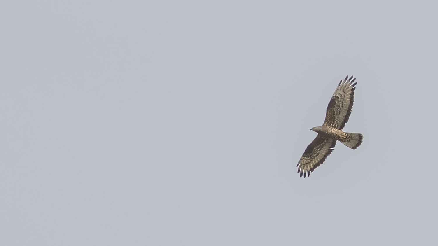 European Honey-buzzard