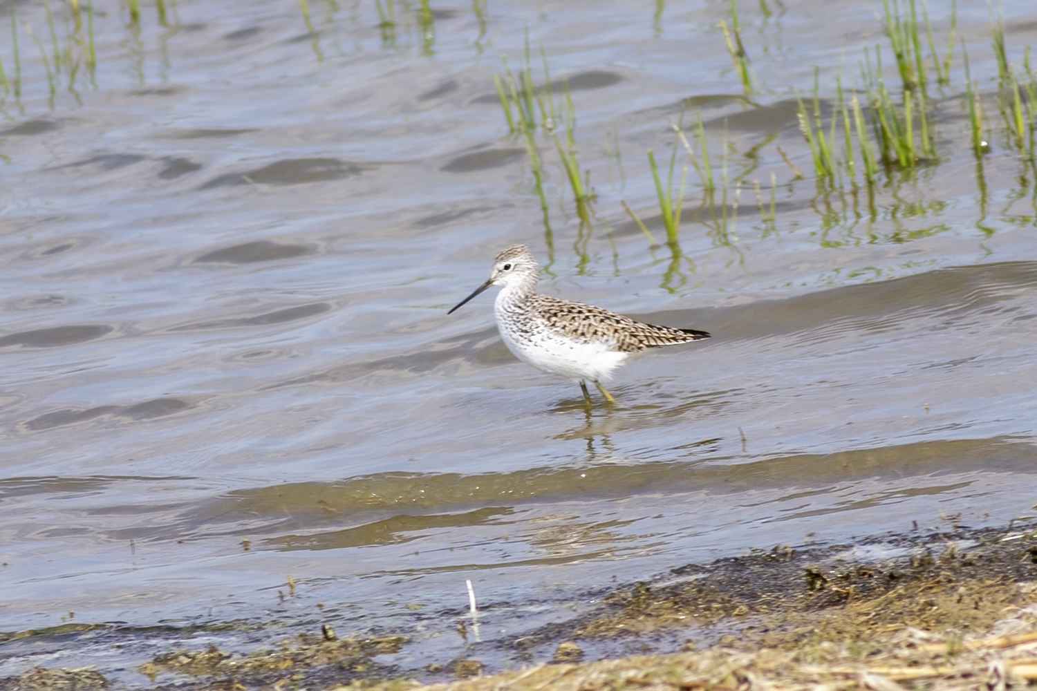 Marsh Sandpiper