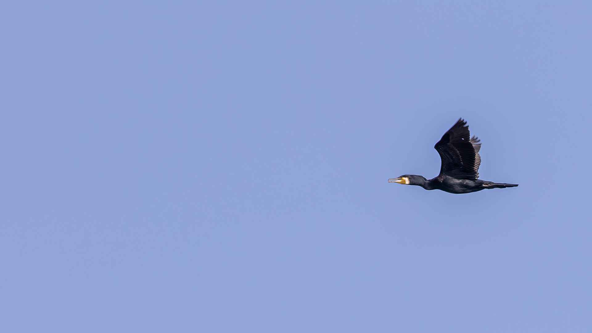 Great Cormorant