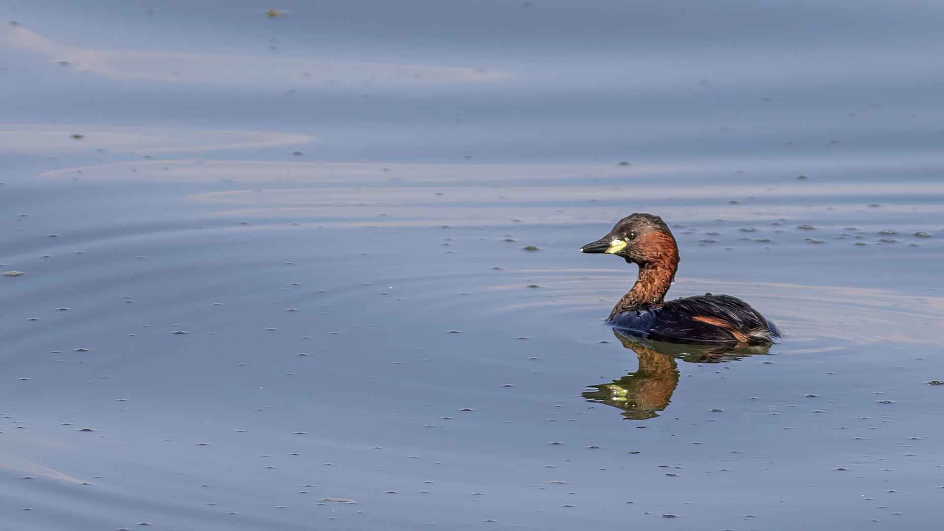 Little Grebe