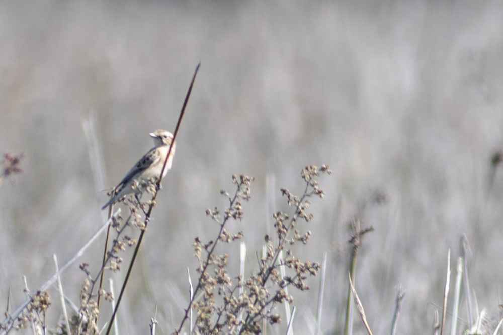Whinchat