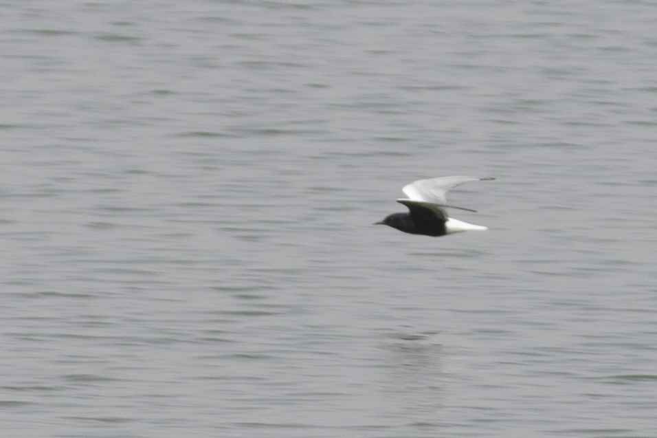 White-winged Tern