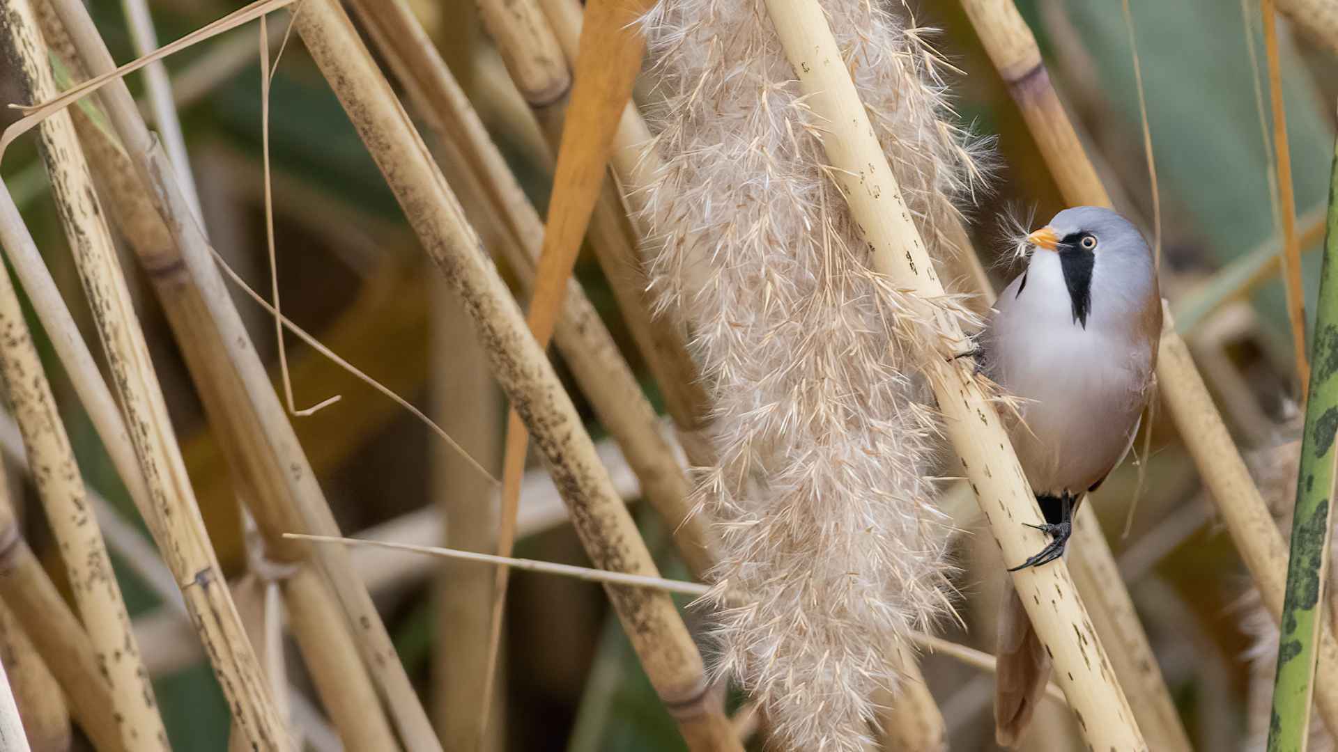Bearded Reedling