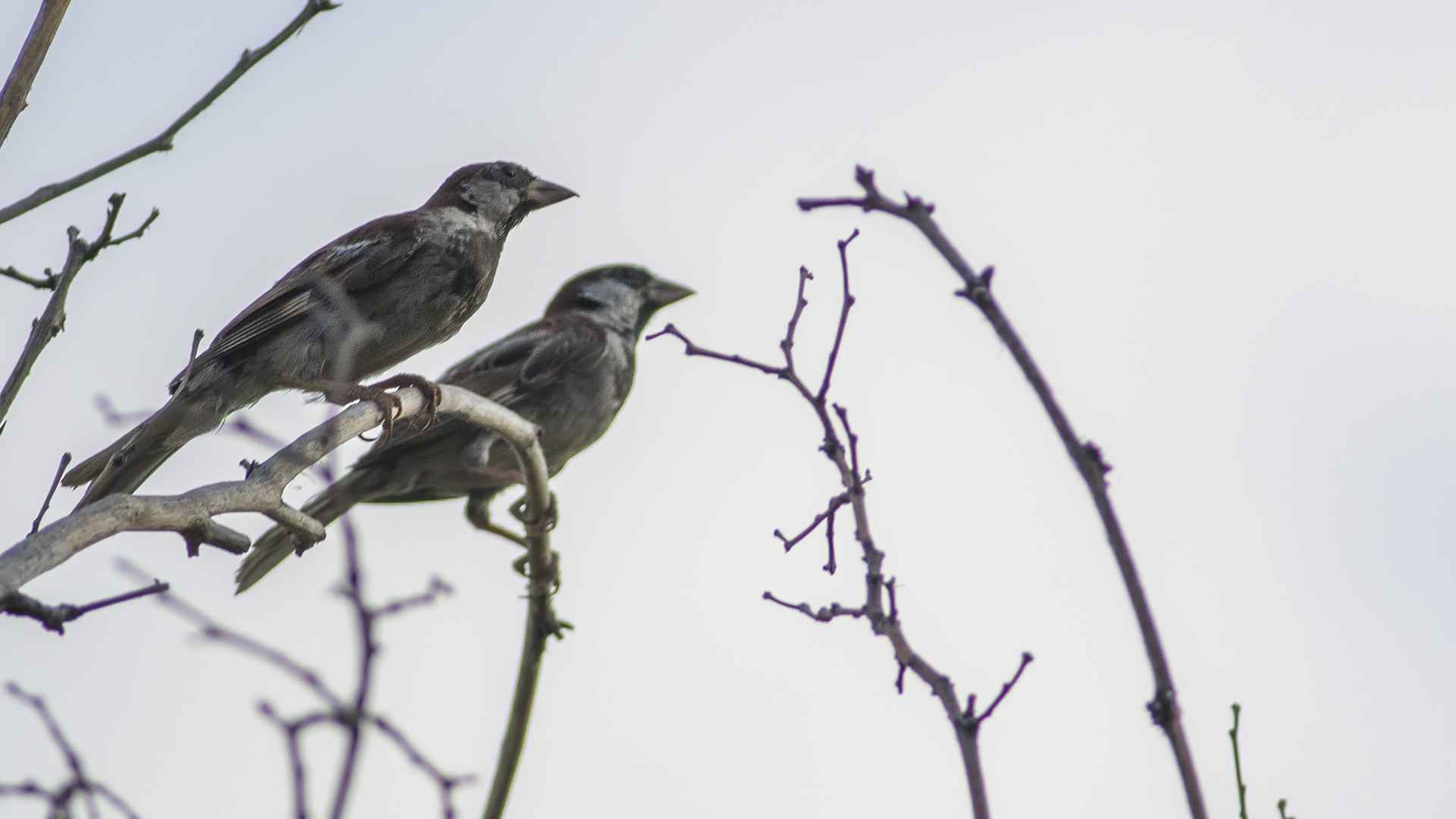 House Sparrow