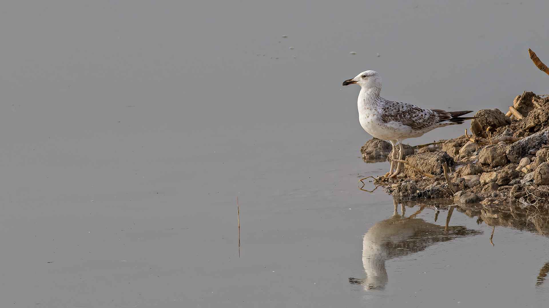 Armenian Gull
