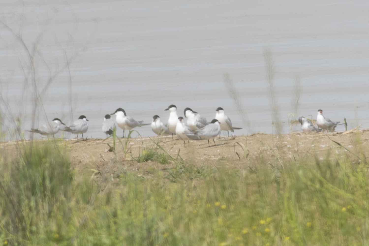 Gull-billed Tern