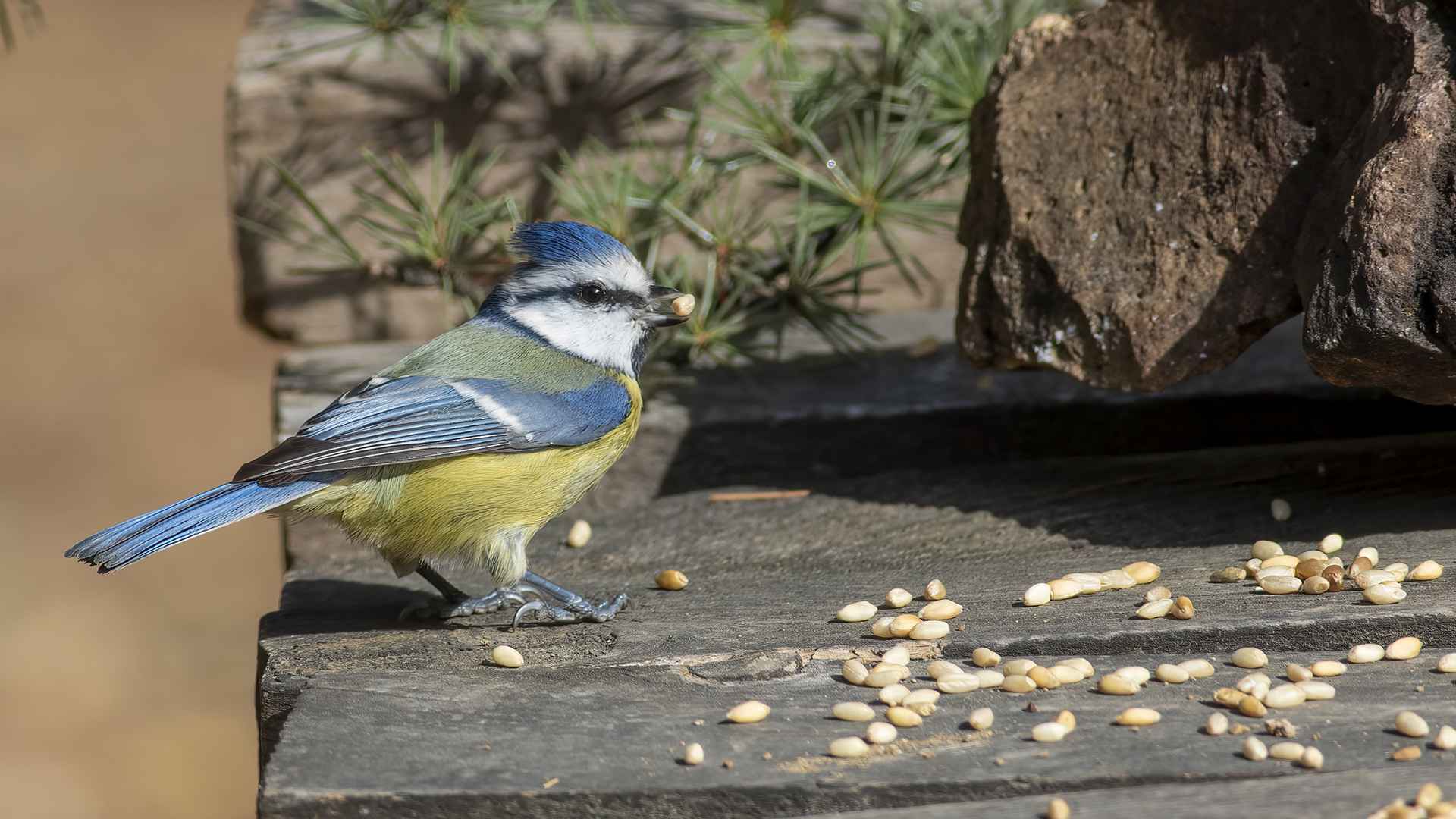 Eurasian Blue Tit