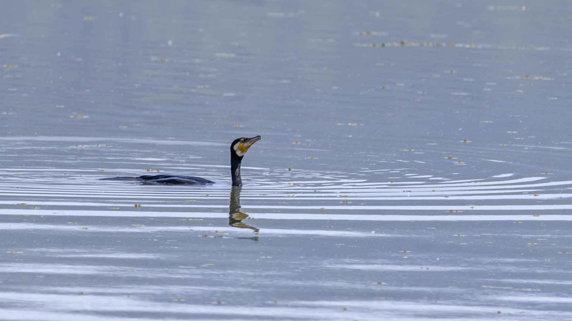 Great Cormorant