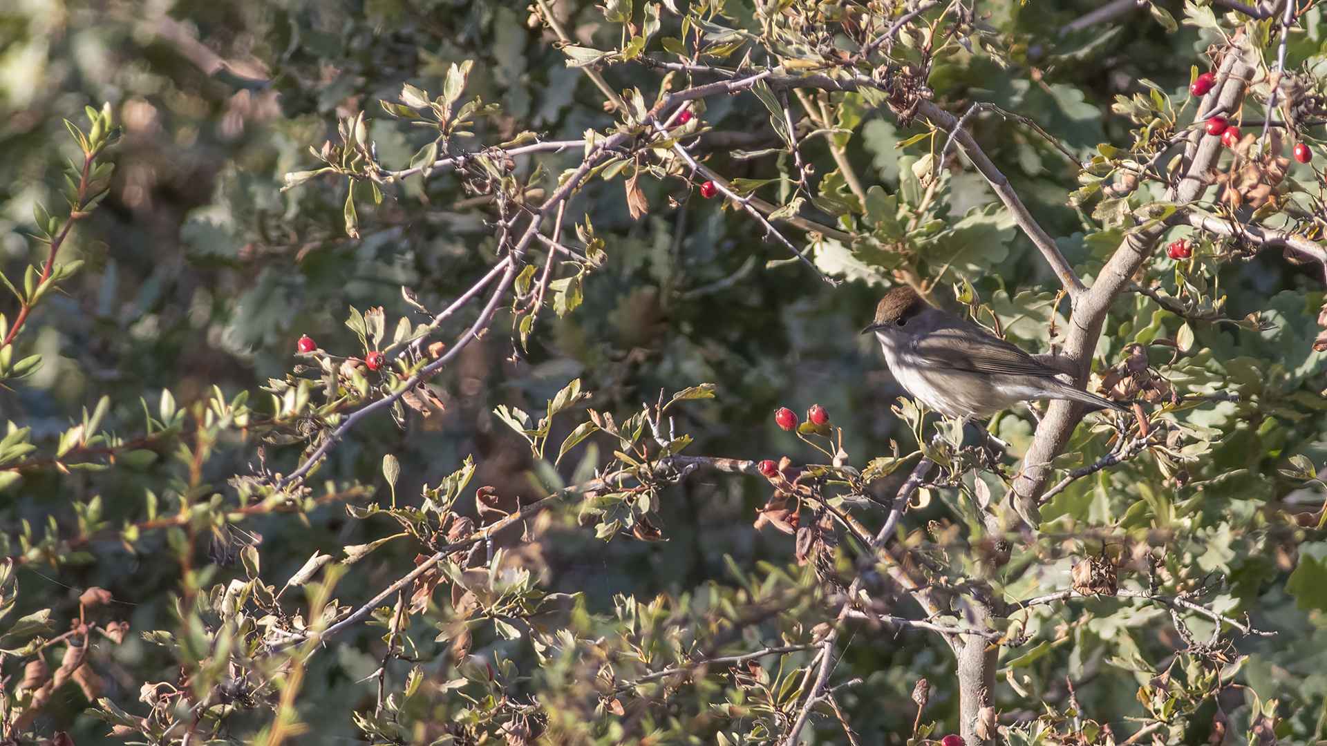 Eurasian Blackcap