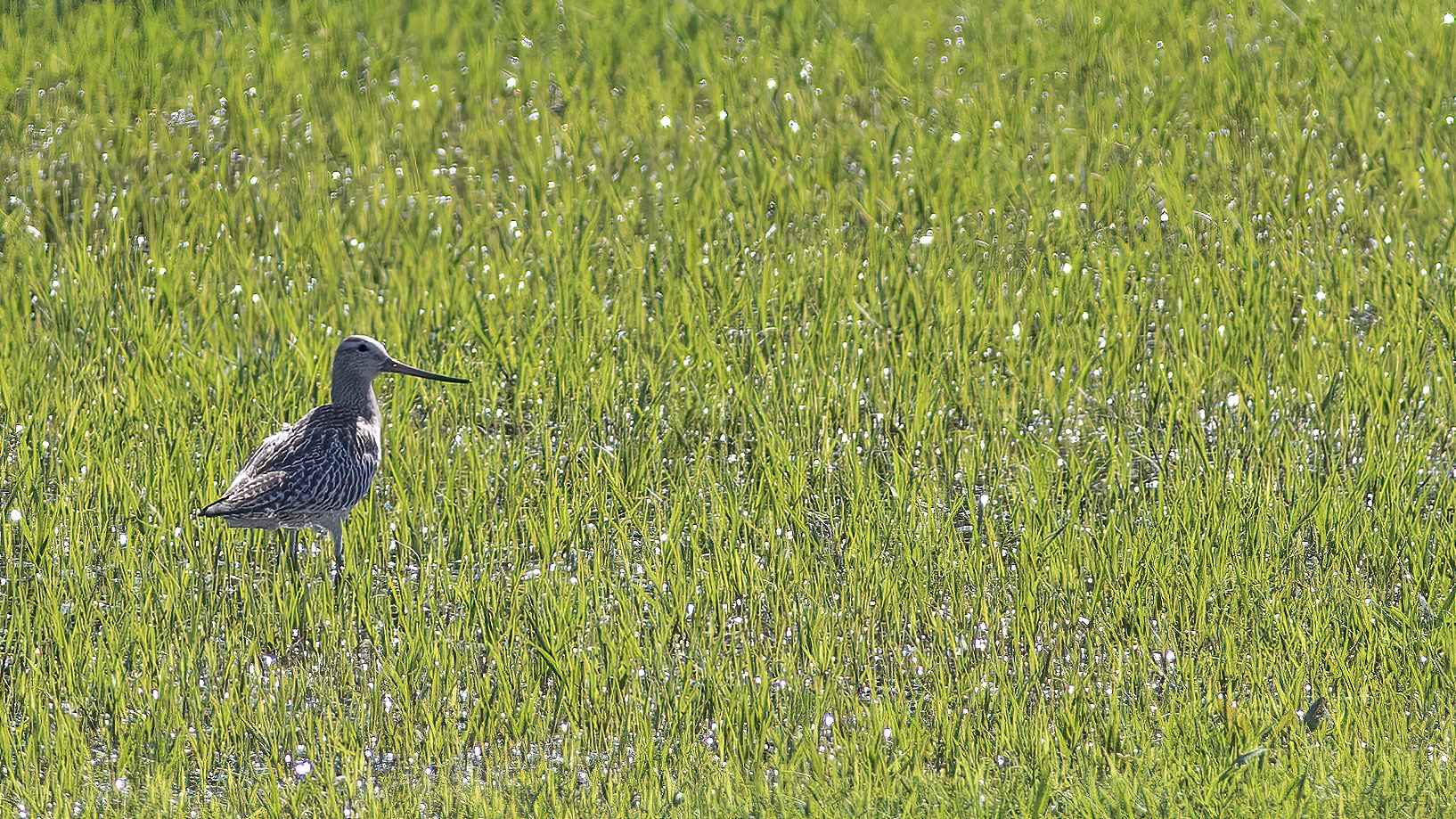 Bar-tailed Godwit