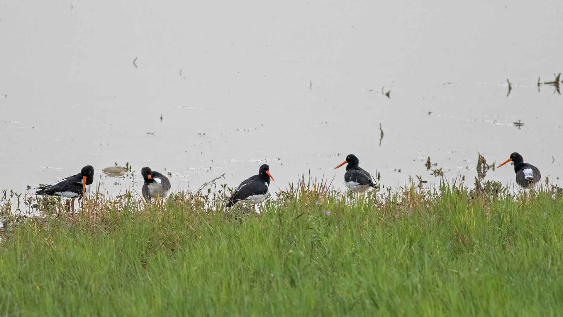Eurasian Oystercatcher