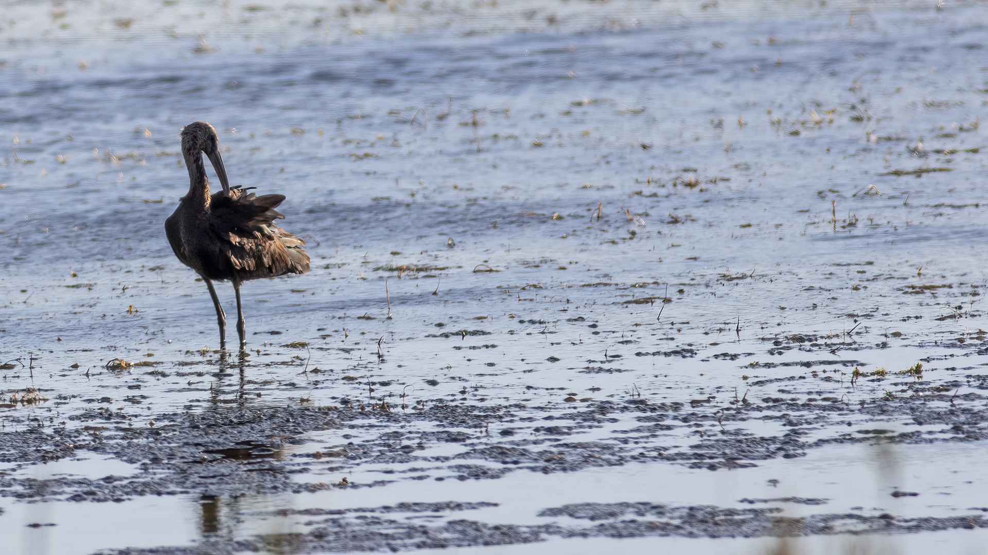 Glossy Ibis