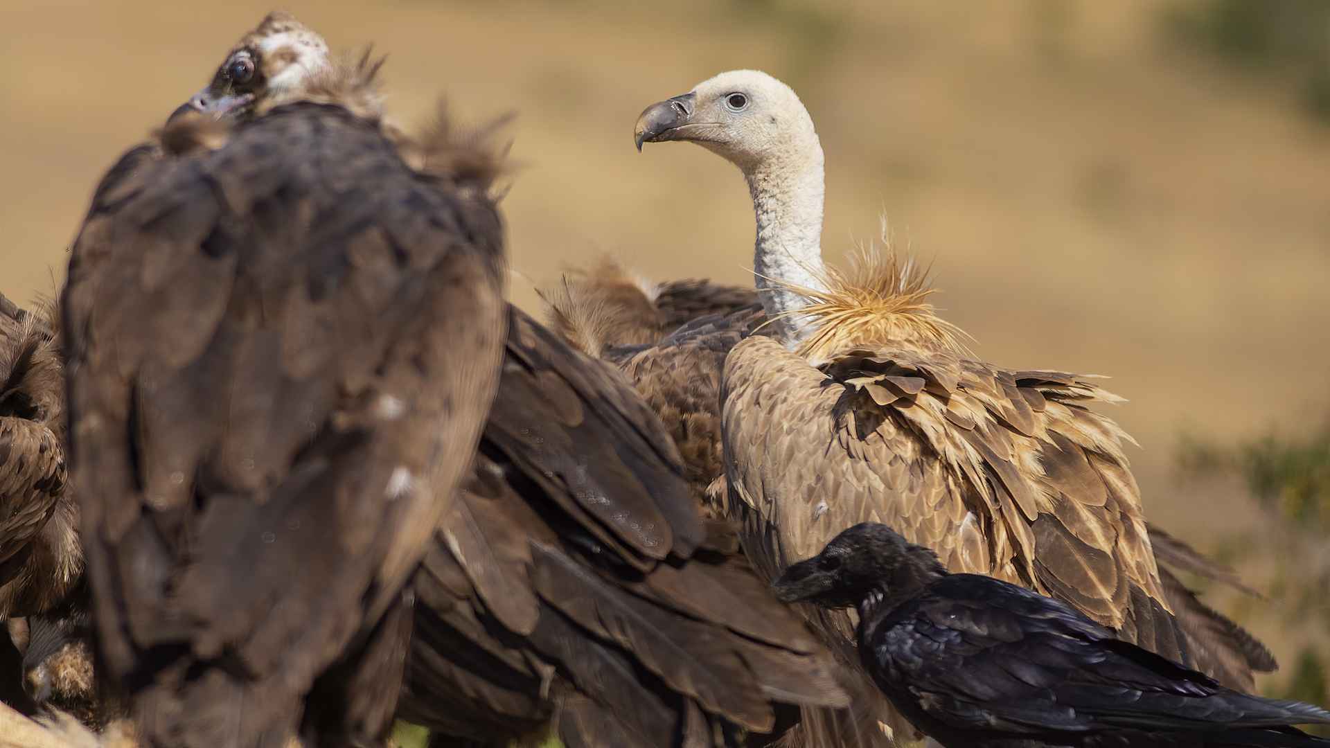 Eurasian Griffon